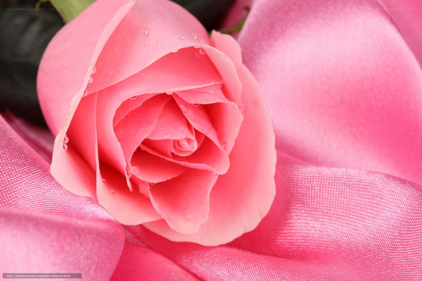 Pink rose with dew drops