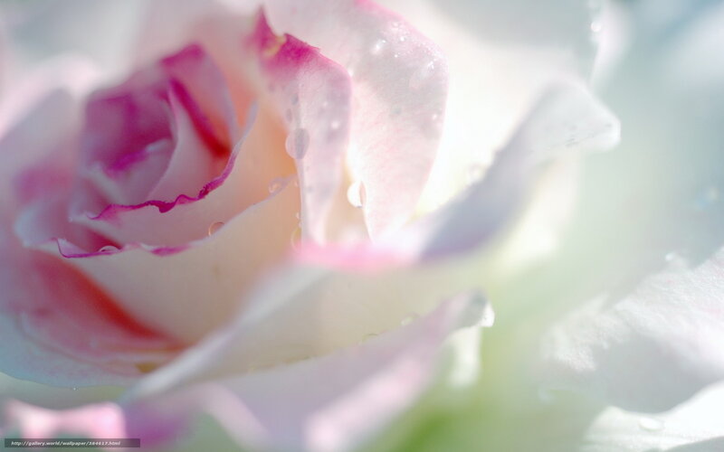 Pink rose with dew drops