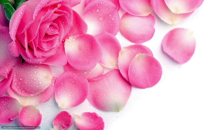 pink rose with dew drops