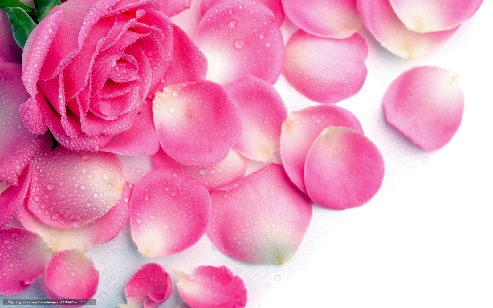 pink rose with dew drops