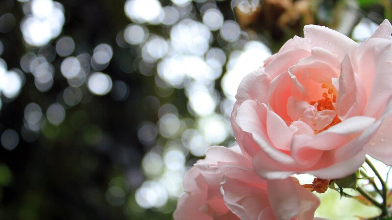 Pink rose with dew drops