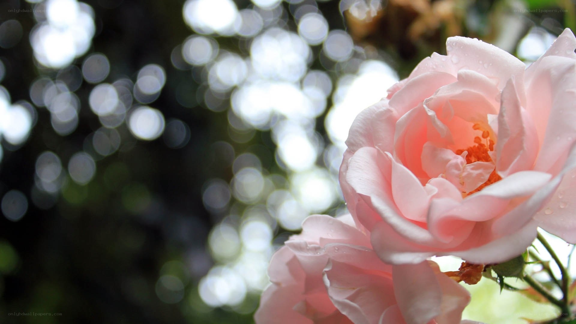 Pink rose with dew drops