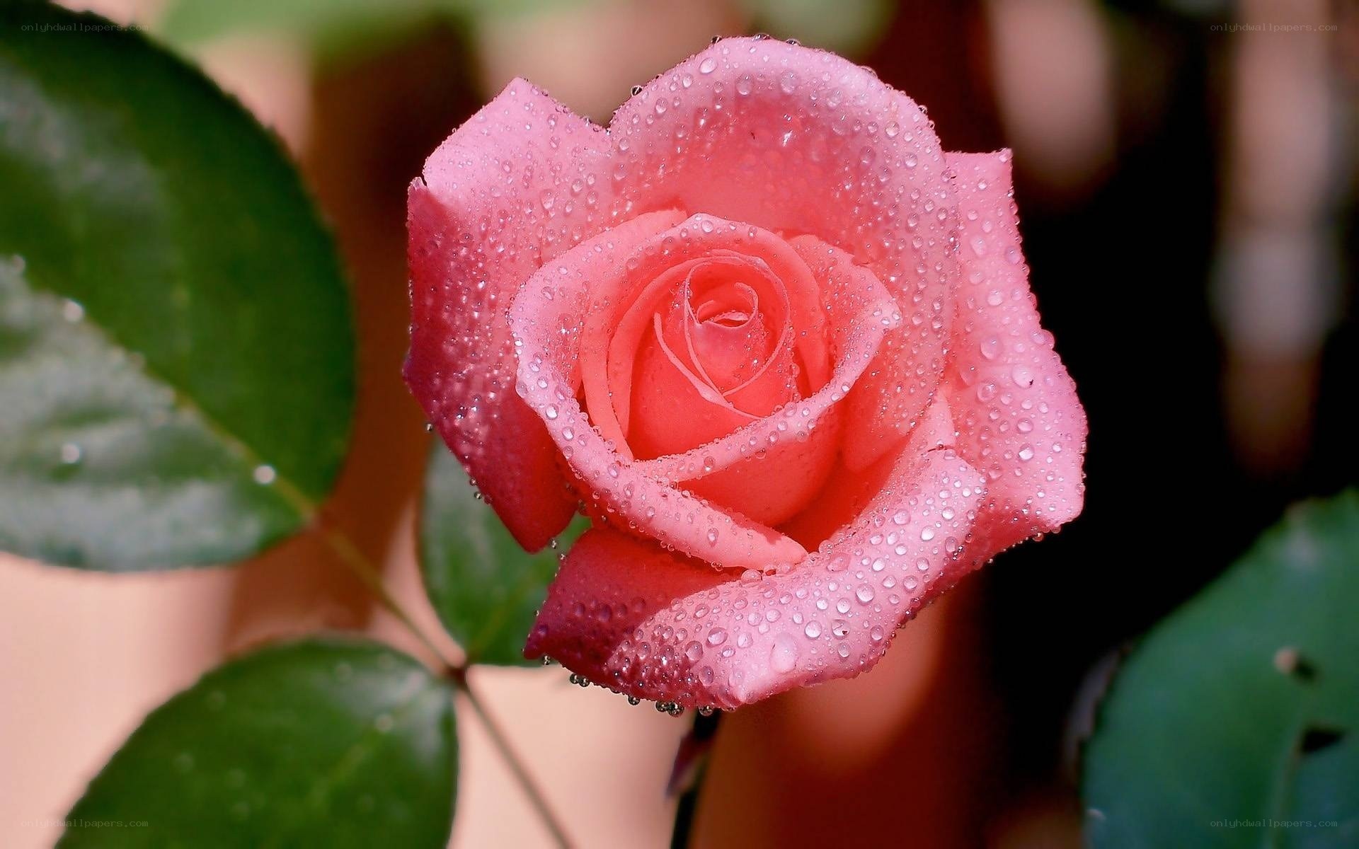 Pink rose with dew drops
