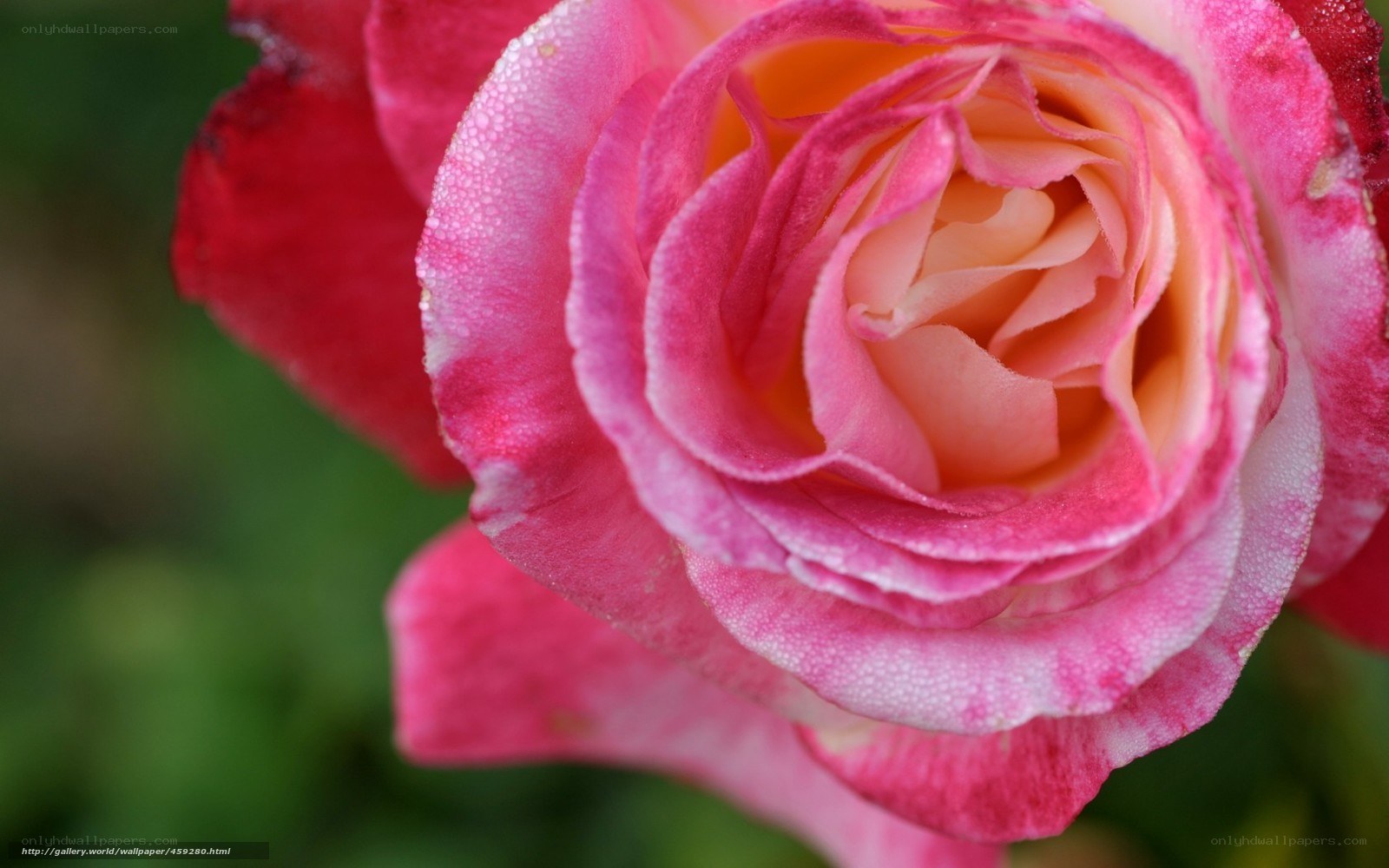 Pink rose with dew drops