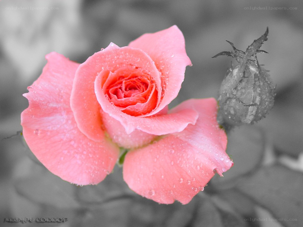 Pink rose with dew drops