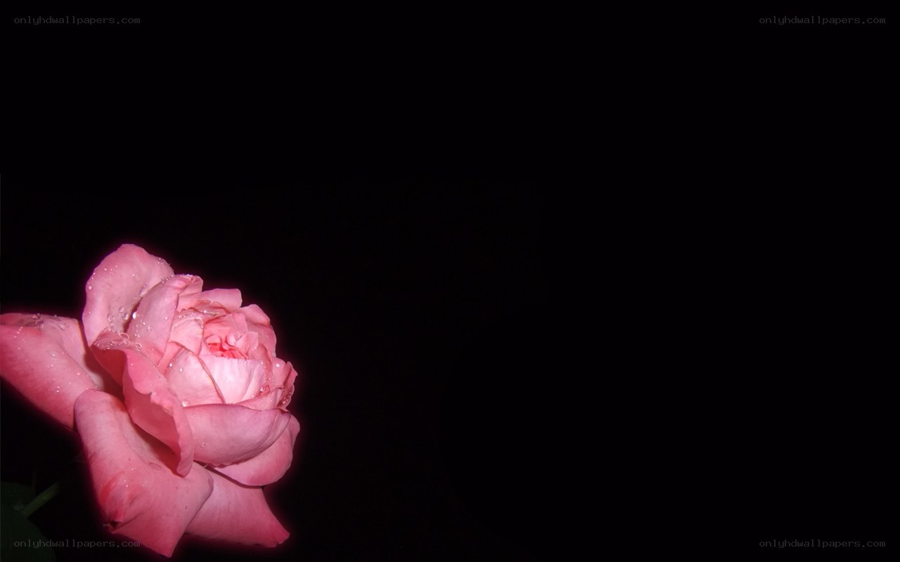 Pink rose with dew drops