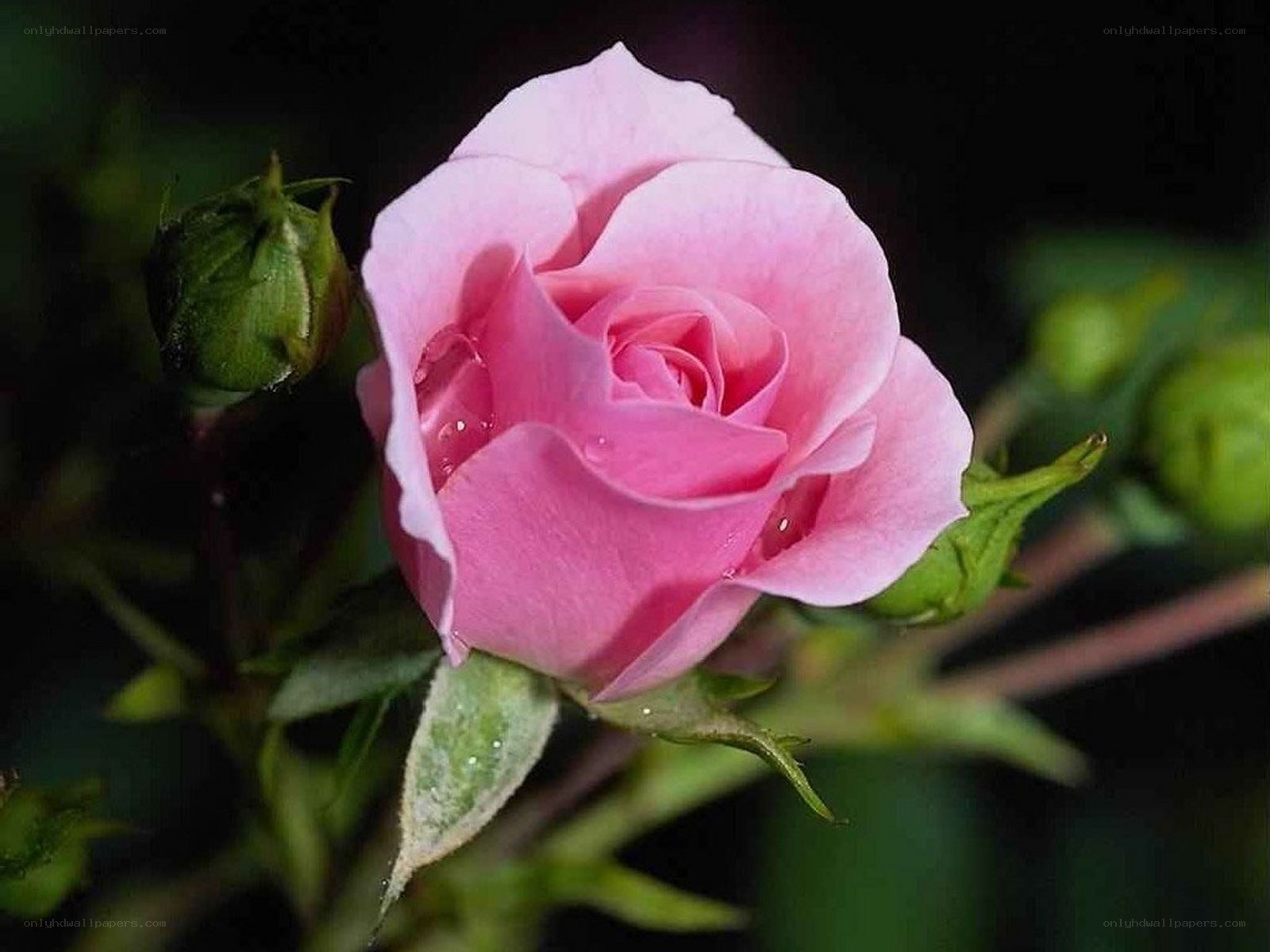 Pink rose with dew drops