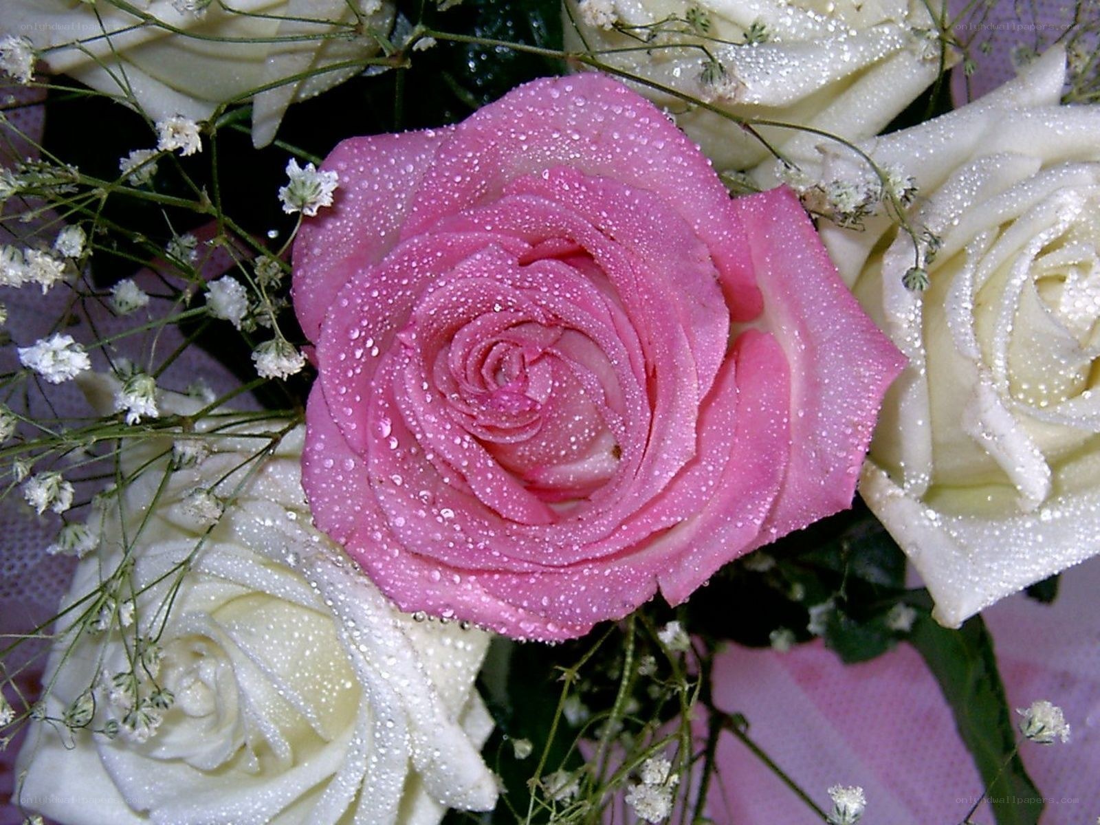 Pink rose with dew drops