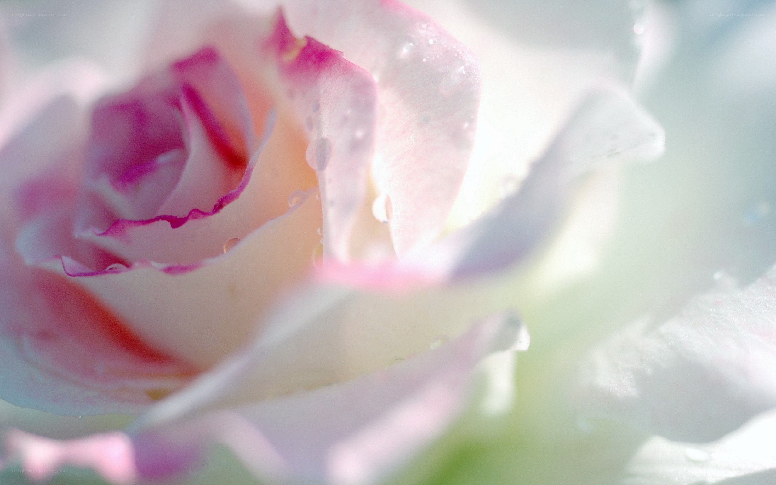pink rose with dew drops