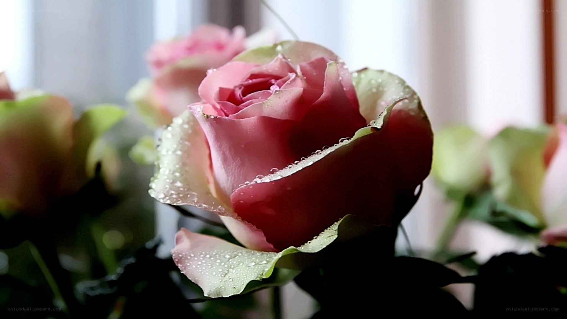 Pink rose with dew drops