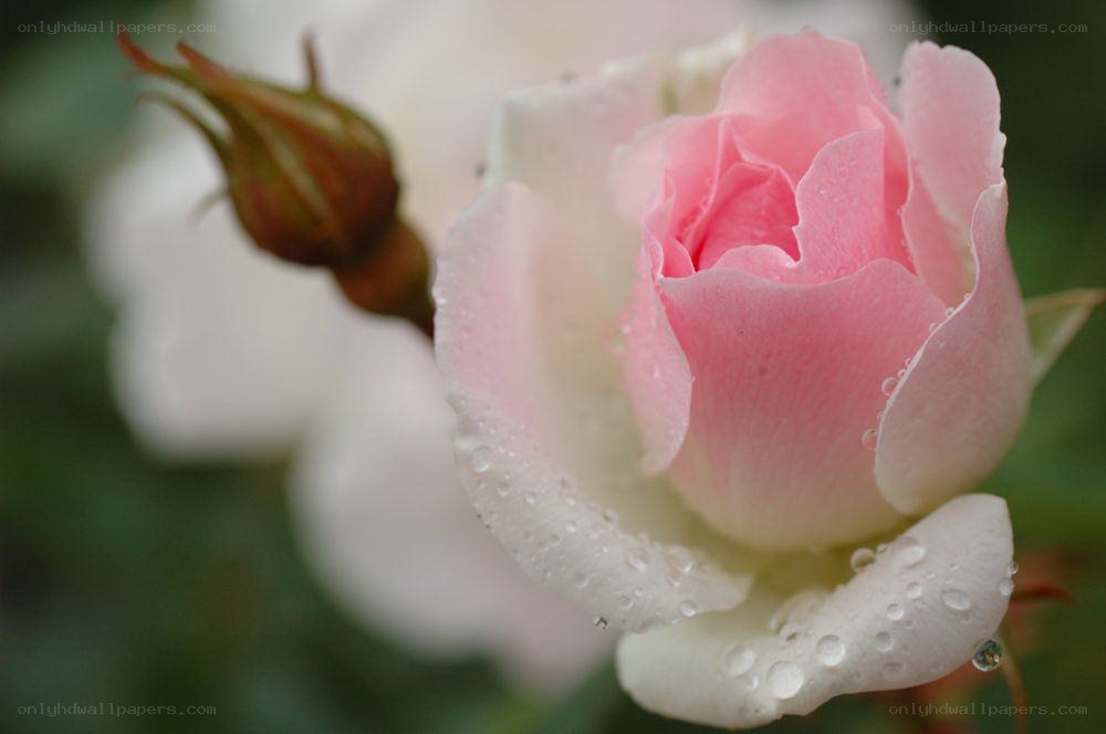 Pink rose with dew drops