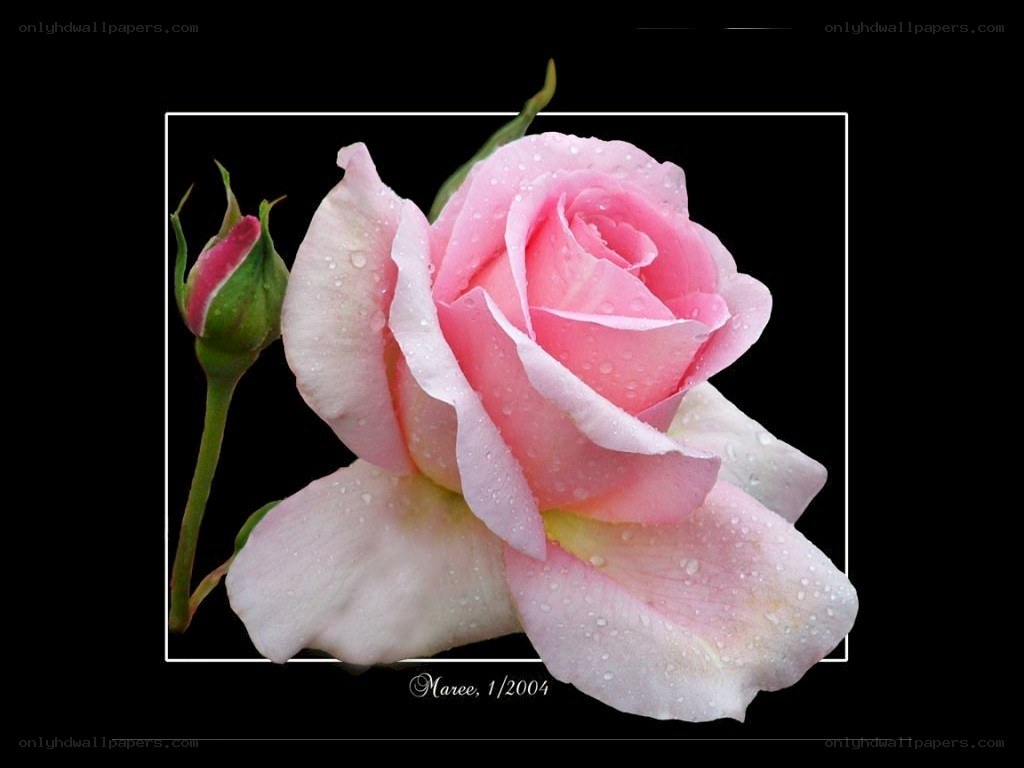 Pink rose with dew drops