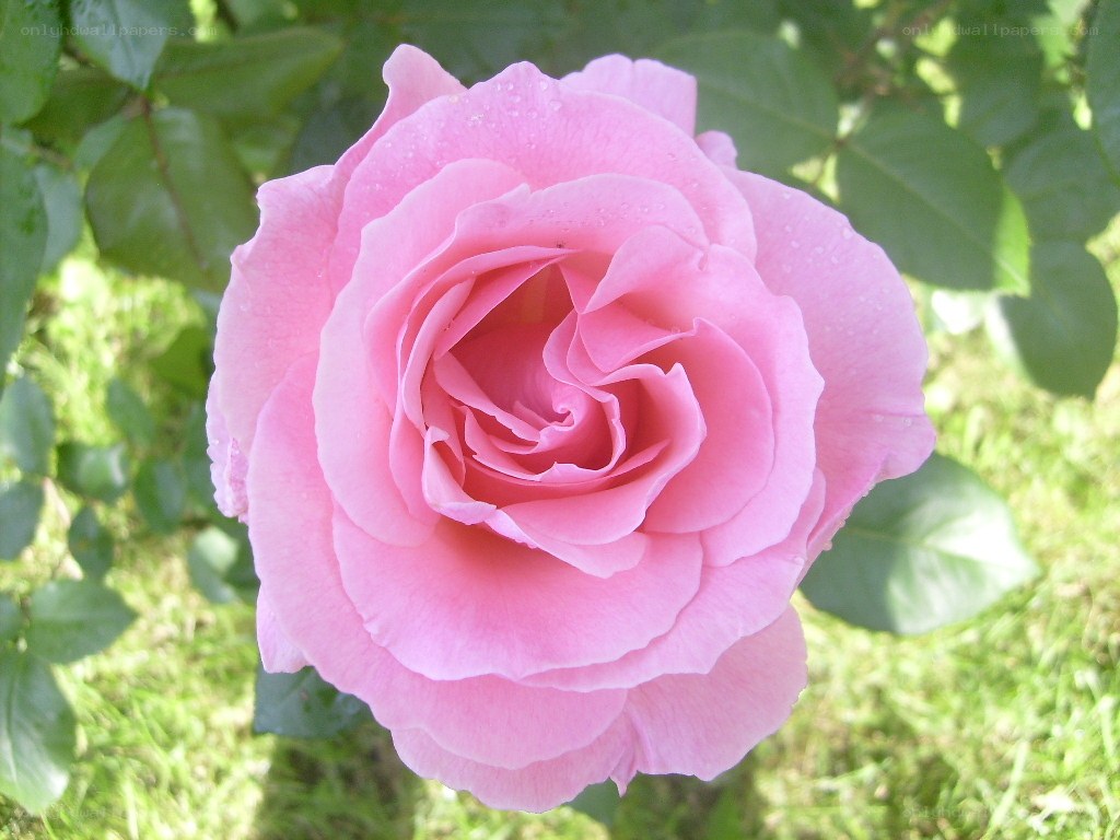 Pink rose with dew drops