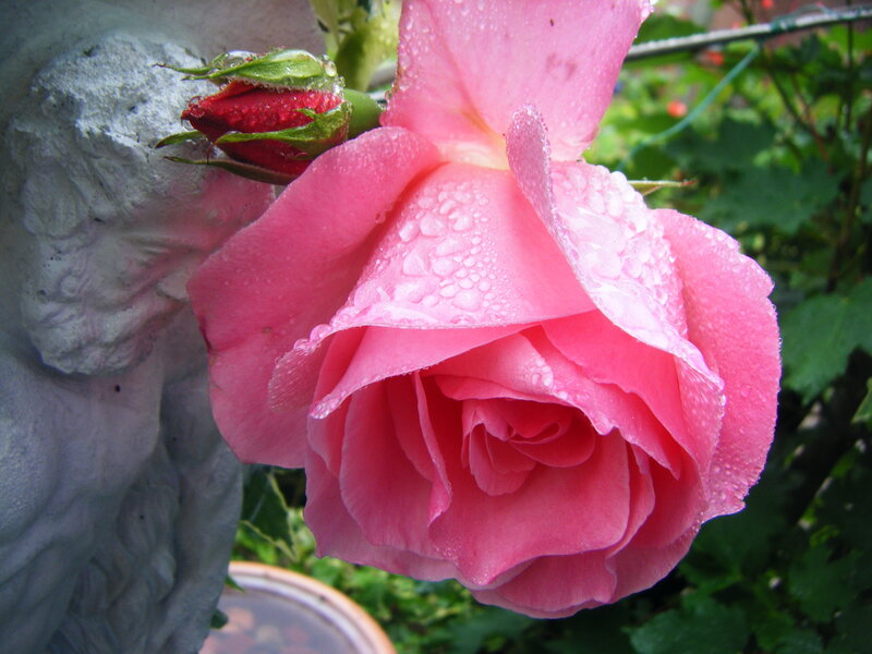 Pink rose with dew drops