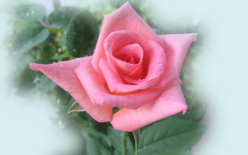 Pink rose with dew drops