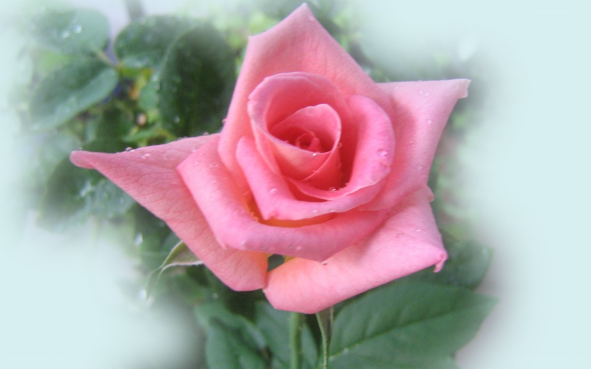 Pink rose with dew drops