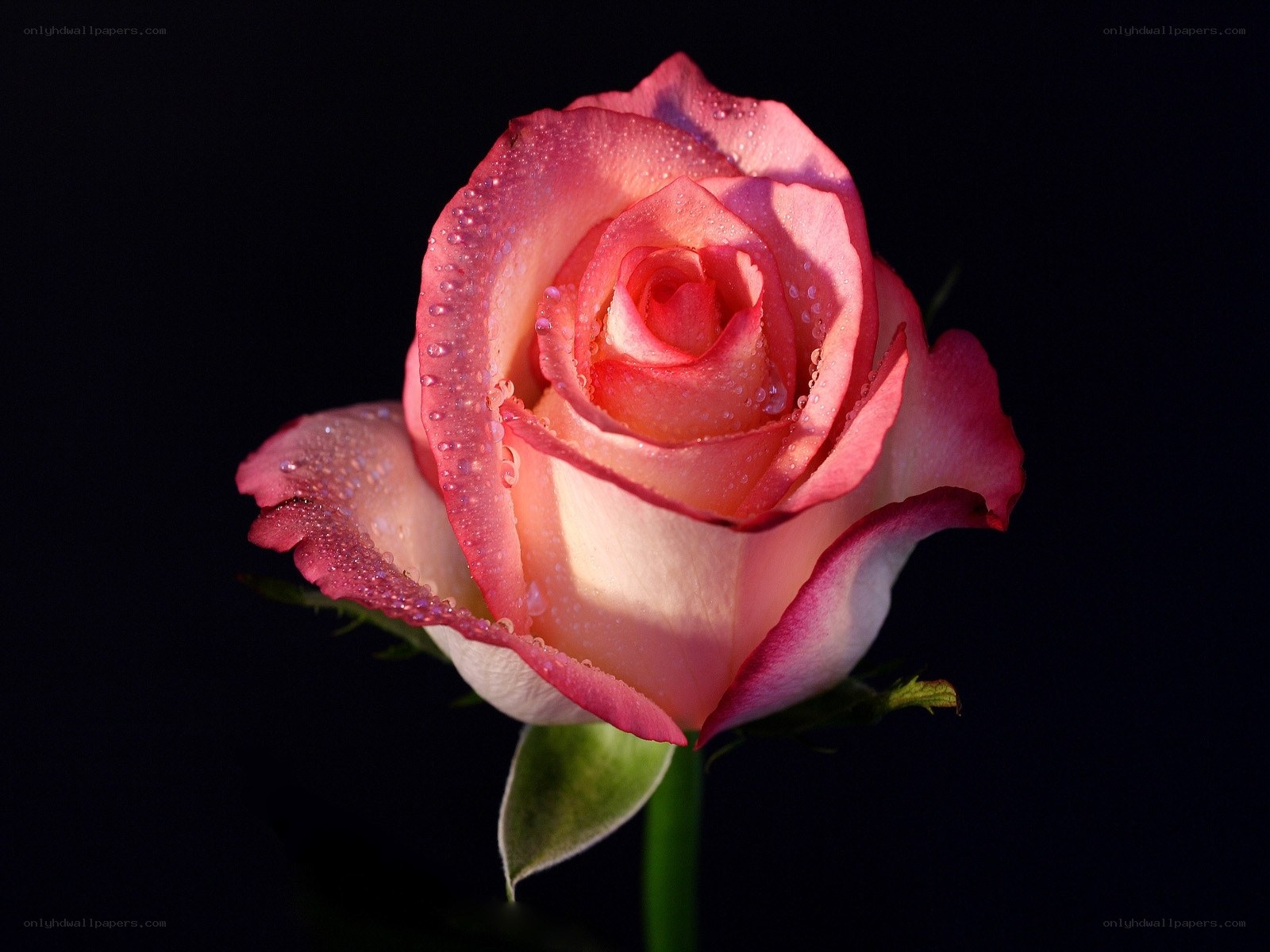 Pink rose with dew drops