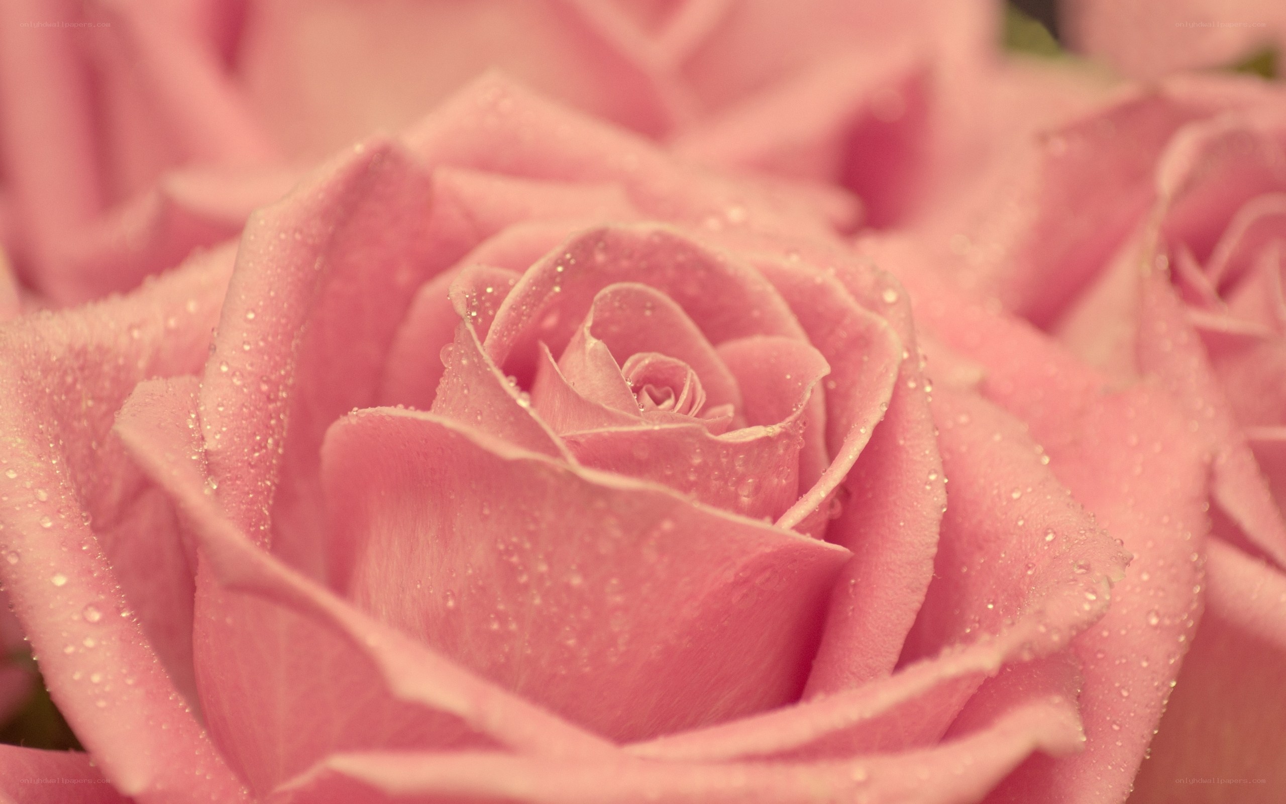 Pink rose with dew drops
