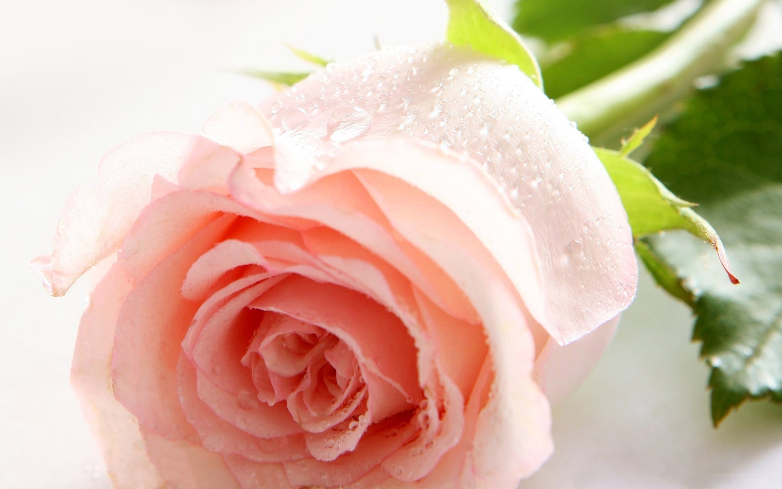 Pink rose with dew drops