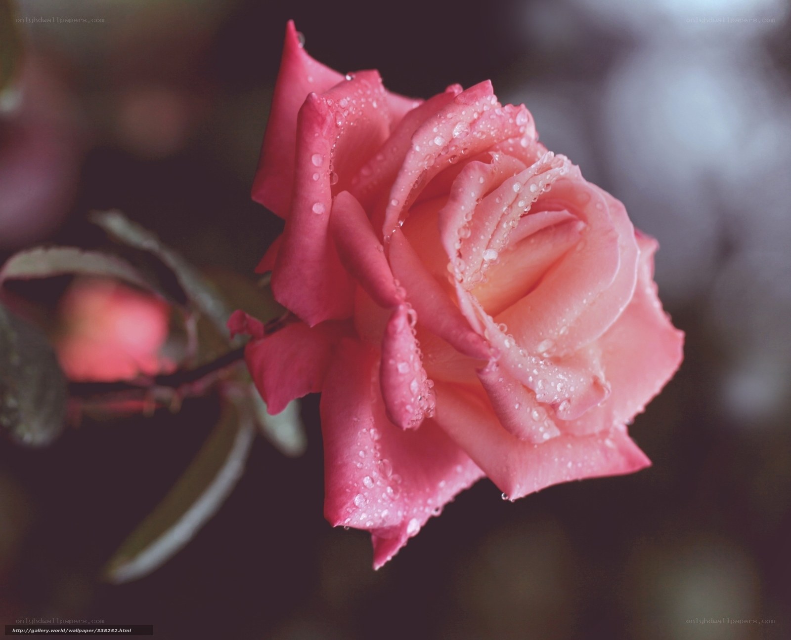Pink rose with dew drops