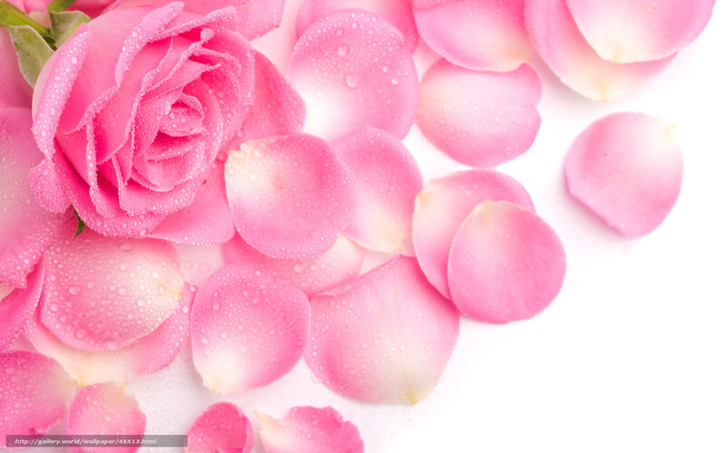Pink rose with dew drops
