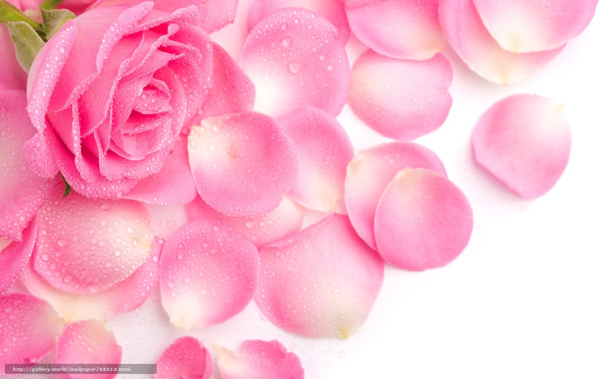 Pink rose with dew drops