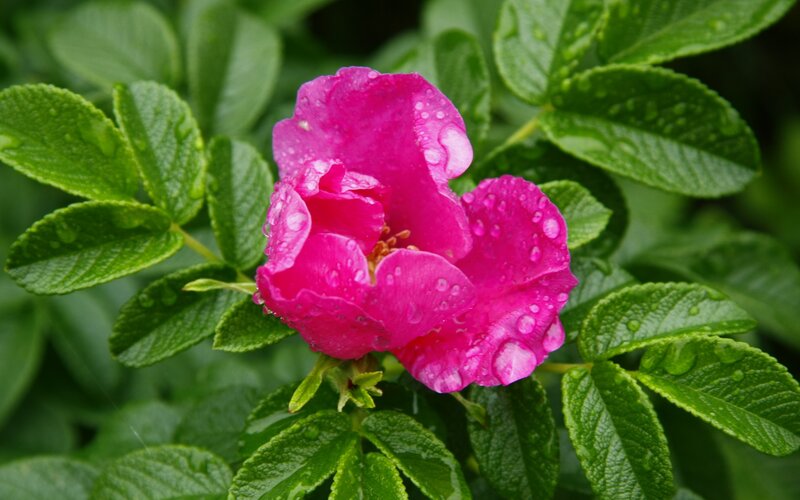 Pink Rose with Dew — Fresh, Morning