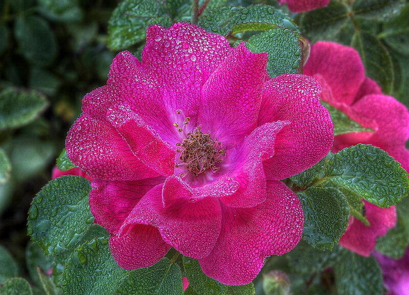 Pink Rose with Dew — Fresh