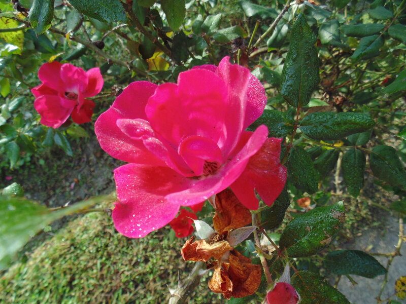 Pink Rose with Dew — Natural