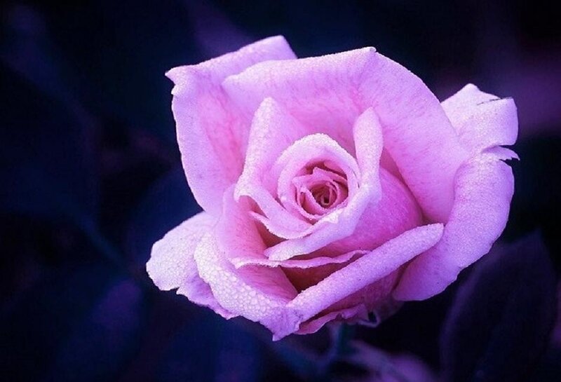 Pink Rose with Dew — Purple