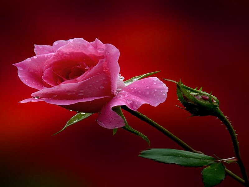 Pink Rose with Dew — Red