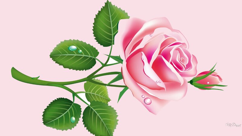 Pink Rose with Dew — Serene, Digital Art
