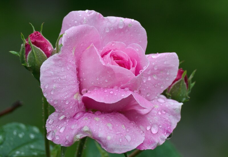 Pink Rose with Dew — Serene, Morning, Photograph, Bud, Leaf, Water Droplets