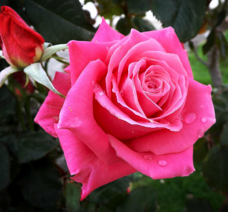 Pink Rose with Dew — Serene, Morning, Photograph, Bud, Leaves