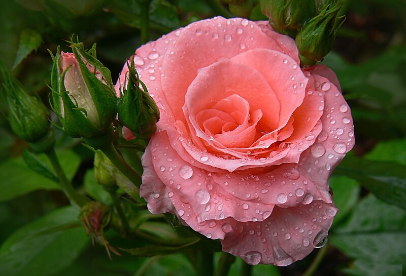 Pink Rose with Dew — Serene, Morning, Photograph, Buds, Leaves
