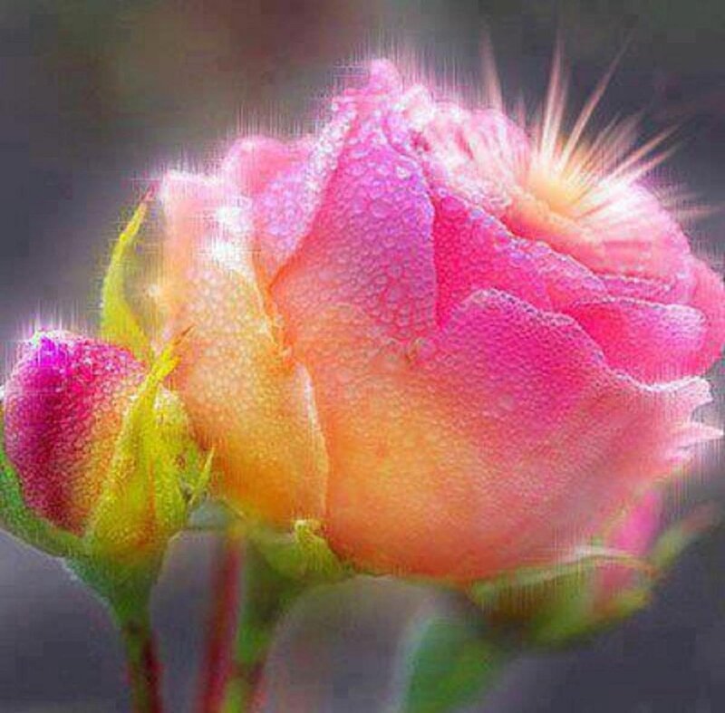 Pink Rose with Dew — Serene, Morning, Photograph, Dew Drops, Bud