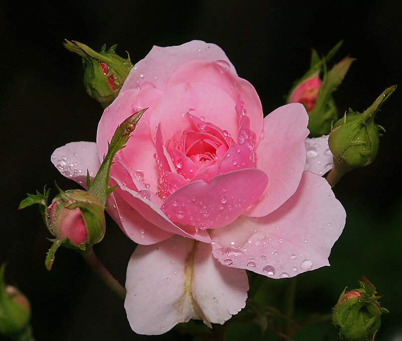Pink Rose with Dew — Serene, Morning, Photograph, Dew Drops, Buds