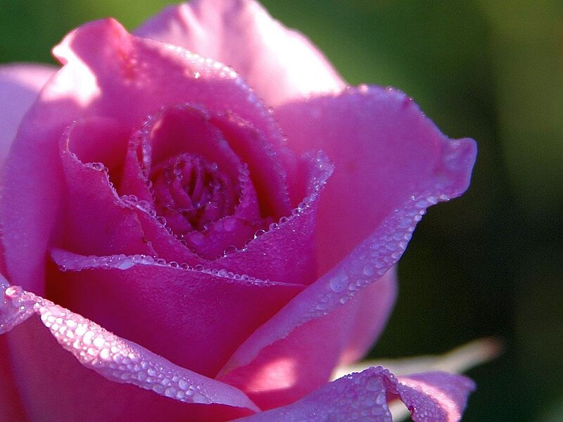 Pink Rose with Dew — Serene, Morning, Photograph, Dew Drops, Green Background