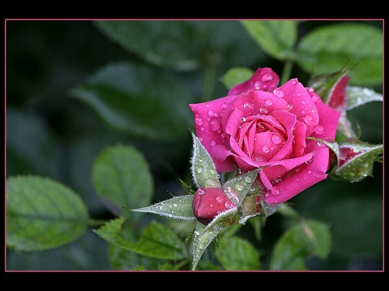 Pink Rose with Dew — Serene, Morning, Photograph, Dew Drops, Green Leaves, Bud, Green