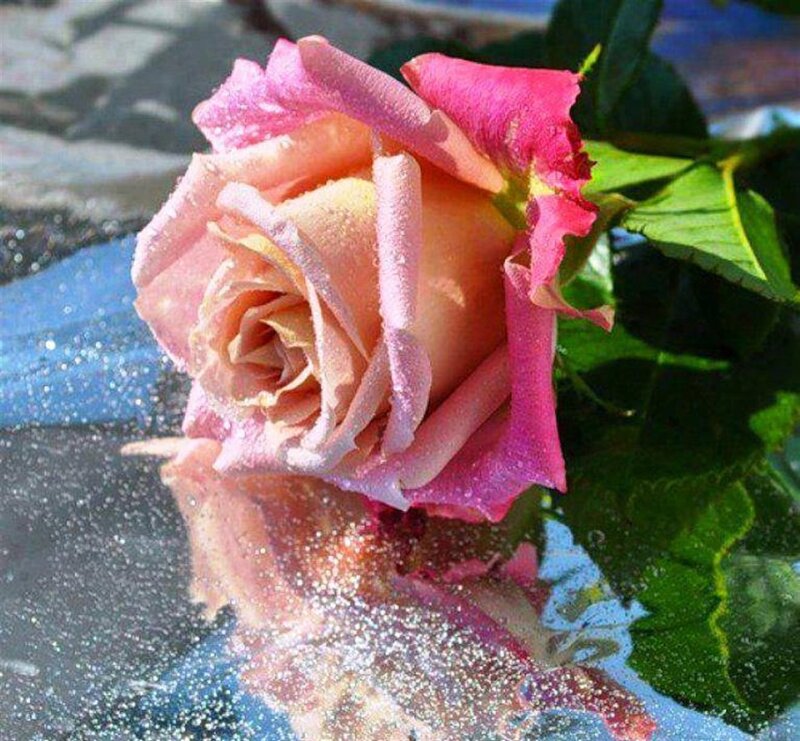 Pink Rose with Dew — Serene, Morning, Photograph, Dew Drops, Green Leaves, Reflection