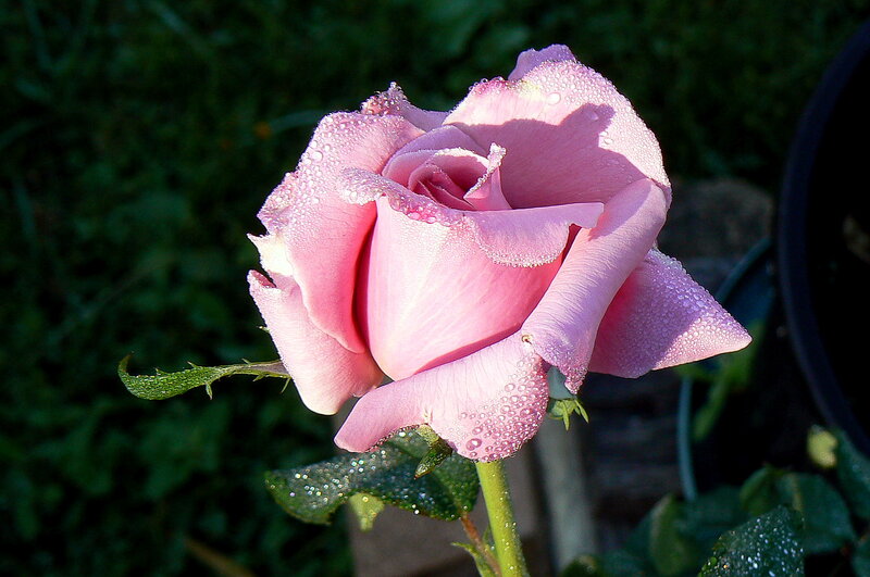 Pink Rose with Dew — Serene, Morning, Photograph, Dew Drops, Green Leaves, Stem