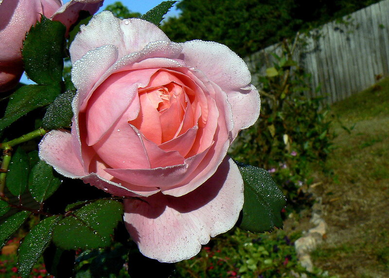 Pink Rose with Dew — Serene, Morning, Photograph, Dew Drops, Green Leaves, Wooden Fence