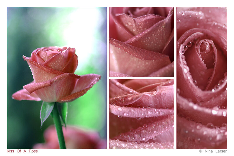 Pink Rose with Dew — Serene, Morning, Photograph, Dew Drops, Green Stem