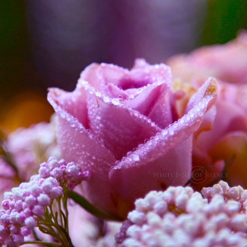 Pink Rose with Dew — Serene, Morning, Photograph, Dew Drops, Small Flowers