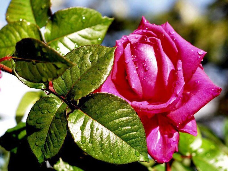 Pink Rose with Dew — Serene, Morning, Photograph, Leaves, Dew Drops