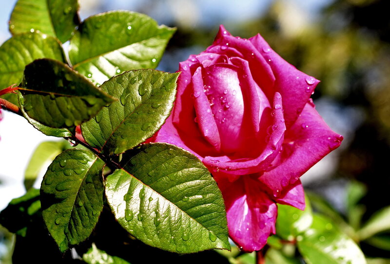 Pink Rose with Dew — Serene, Morning, Photograph, Leaves