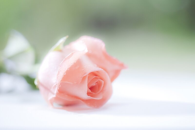 Pink Rose with Dew — Serene, Morning, Photograph, Petals