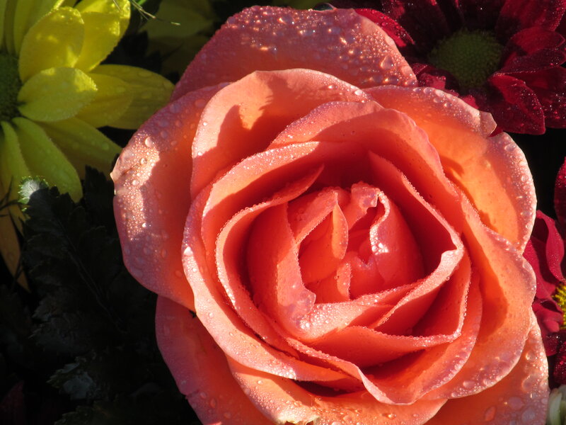 Pink Rose with Dew — Serene, Morning, Photograph, Yellow Flower