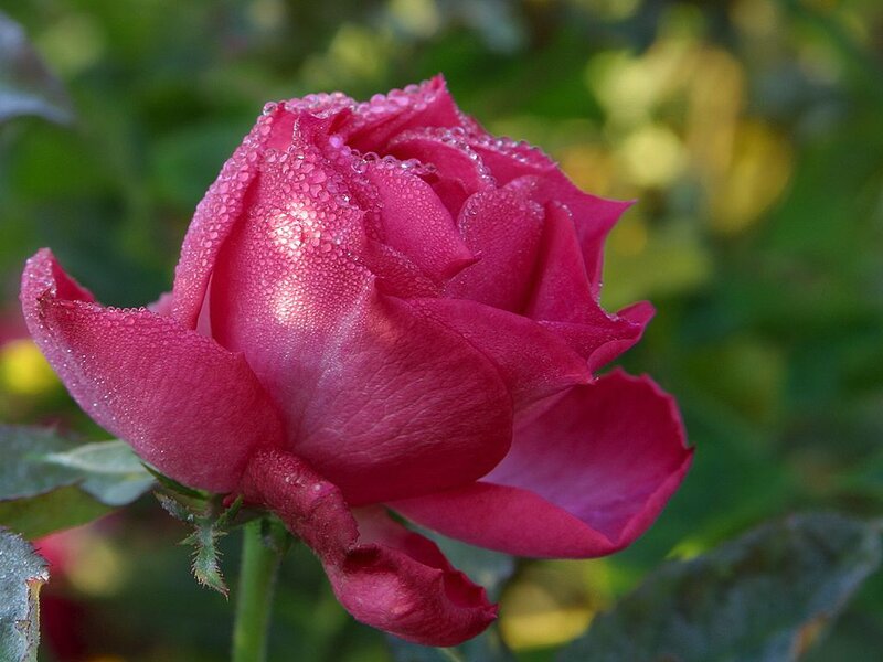 Pink Rose with Dew — Serene, Morning