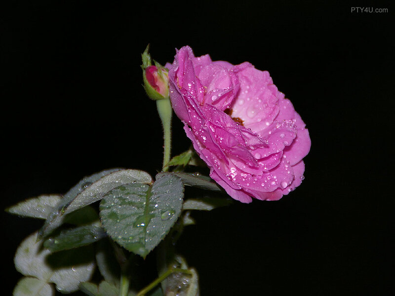 Pink Rose with Dew — Serene, Night, Photograph, Dew Drops